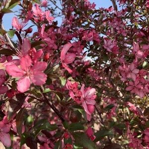 Meet your Posher, Bryssa